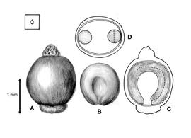   Fruit, seed:   Anredera cordifolia ; Illustration by K. Parker, Kirkbride et al. (2006)
